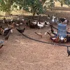 دجاج