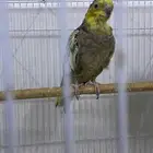 زوج كروان وذكر طير الحب