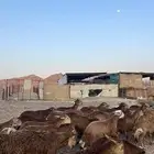 طليان سواكن حمري جادعان مرابى