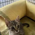 قطة للتبني