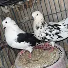 حمام للبيع