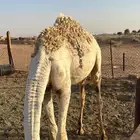 حاشي للبيع