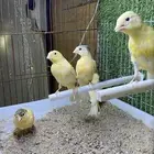 فروخ كناري سوري