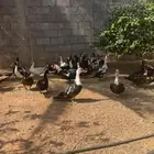 بط سوداني
