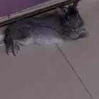 ارنب لعوب و لطيف