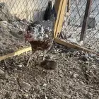 دجاج ماكنتوش