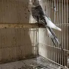 كروان هولندي فراشه