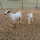 عنز للبيع