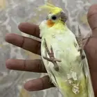 فندقه وتدريب وترويض ببغاوات .