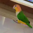 كايك وايت بيلي