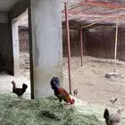 دجاج بلدي