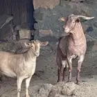 جفره وتيس محايليه اصل