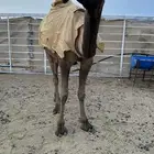 بكره كفو