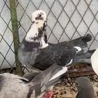 حمام للبيع طبات
