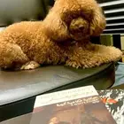 Poodle Dog with European Travel Passport for Sale