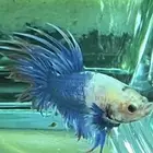 سمكة 1 فايتر اناث 2 ذكور كروان تيل