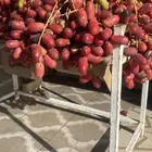 بسر او بلح قنو حلوة الجوف