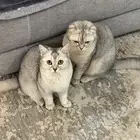 قطط سكوتش زوج للبيع