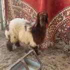 عرض رخل نعيميه للبيع طيبه جدا