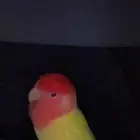 ببغاء الروز