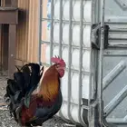 ديك بلدي كفوا