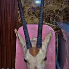 راس غزال ألمها محنط