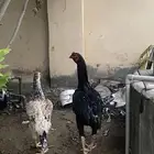 ديك شامو