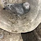 حمام