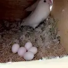زوج روز ألبينو صافي منتج ( تم البيع