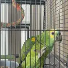 ببغاء أمازون