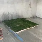 صواني شتلات طماطم وفلفل وباذنجان