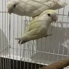 روز