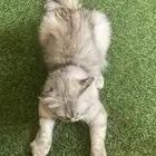 قطه للبيع