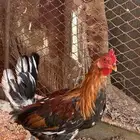 ديك بلدي عمره 4 شهور او 5 خالي من الامراض