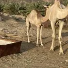 قعود حاشي