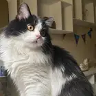 قط هجين هملايا تبني