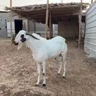 تيس بيشي