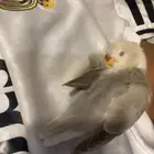 طير روز ذابحه الزحف تم البيع