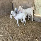 معزا هولنديات