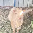 فحل ماعز قزم