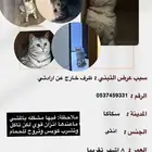 قطه سكوتش ستريت انثى العمر 9 شهور تقريبا
