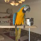 فرخ مكاو اليف هدد متكلم