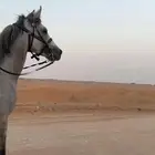 حصان جزيري سبوققق جدا وله سباقات مع خيول ولا يعرف إلى الاول