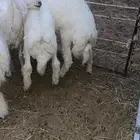 طليان حريات طيبببه ونظيفه شرط