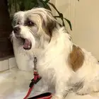 جرو شيتزو ( MAX بين Shih Tzu و Terrier )