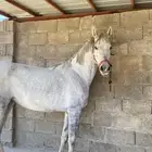 مهره فرس شعبي