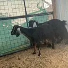 معزا عوارض طيبه ب الحيل دفيع كلها