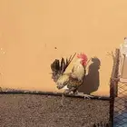 دجاج للبيع 3فيومي و1 بلدي