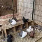 حمام رقيصي الموقع حريملاء