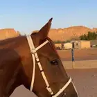 فرس شعبية شيخة